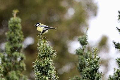 Bird perching on a tree