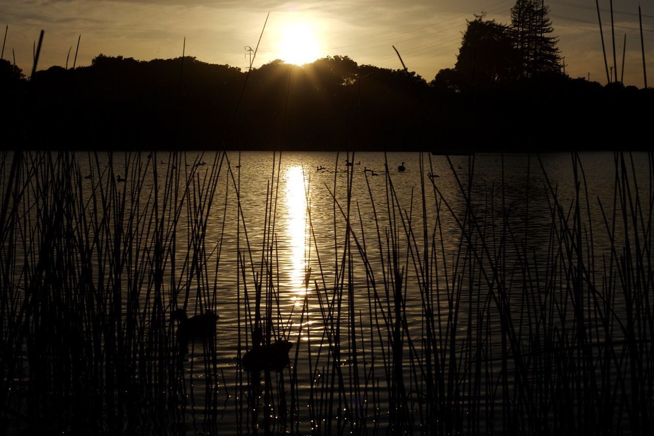 sun, water, sunset, reflection, sunlight, silhouette, sunbeam, lens flare, sky, tranquility, lake, tranquil scene, nature, scenics, beauty in nature, river, tree, bright, outdoors, rippled