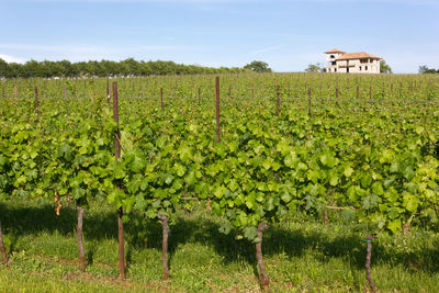 Vineyard against sky