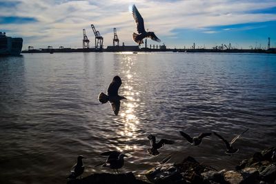 Silhouette birds flying over water against sky