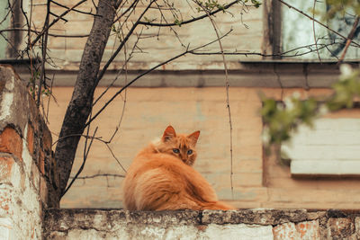 Portrait of a cat on a tree