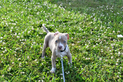 Portrait of a dog standing on field