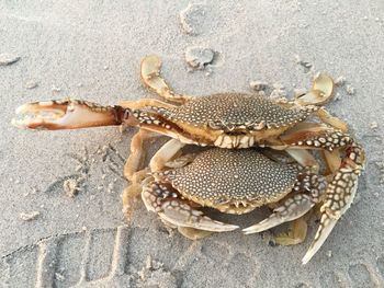 High angle view of crabs mating at sandy beach