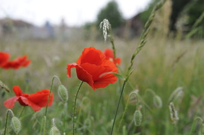 Close-up of red poppy flowers on field