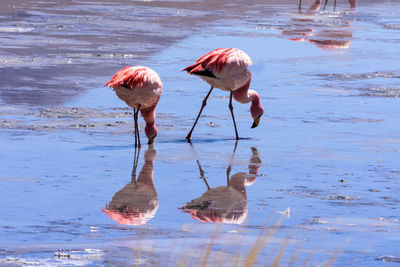 Perfect reflects of two pink flamingos