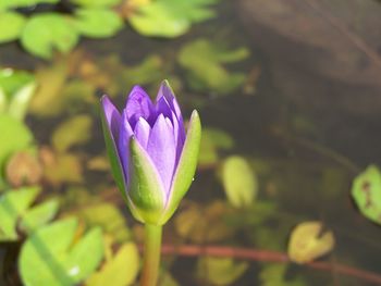 Close-up of purple water lily