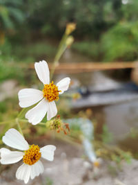 Close-up of white flowering plant