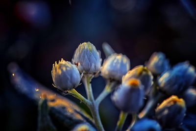 Close-up of purple flowering plant