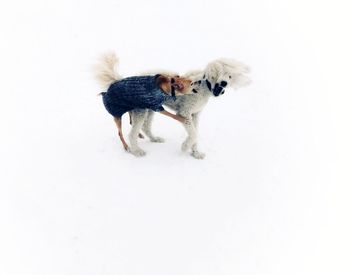 Portrait of dog on snow against white background