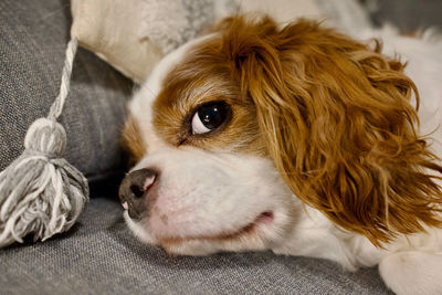 Close-up of dog