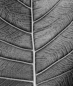 Detail shot of leaves