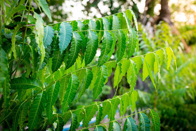 Close-up of green leaves on field