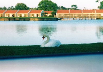 View of bird in water