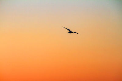 Low angle view of silhouette bird flying against clear sky