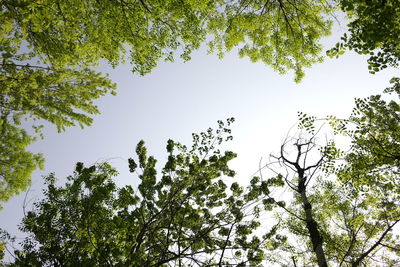 Low angle view of trees