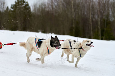 Dogs on snow covered land