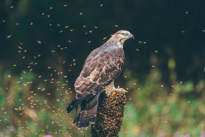 Close-up of bird perching on tree