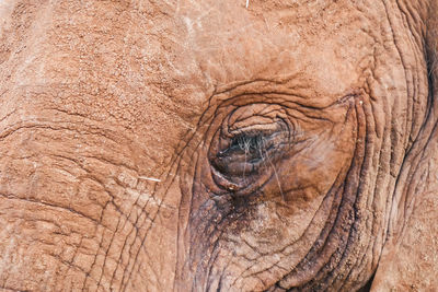 Close up of an african elephant eye in nanyuki, kenya