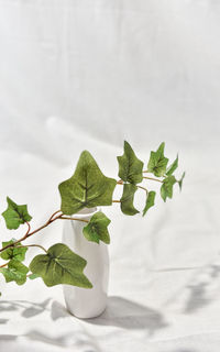 Close-up of green leaves on table