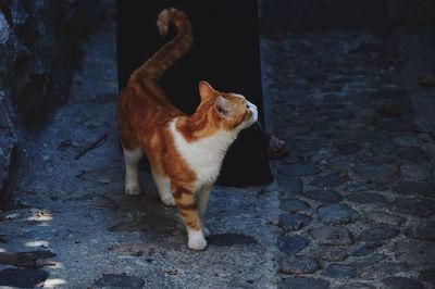 Low angle view of cat standing by woman at pavement