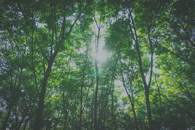 Low angle view of sun shining through trees