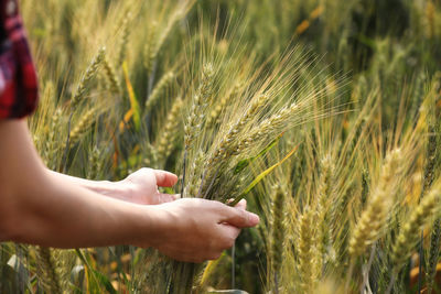 Cropped image of woman touching wheat at farm