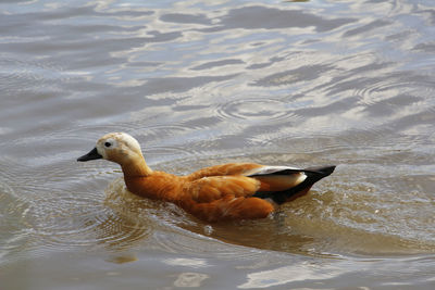 High angle view of duck swimming in lake