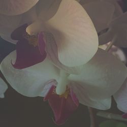 Close-up of flower blooming outdoors
