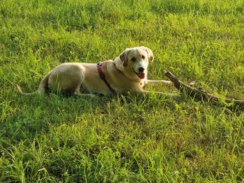 Dogs on grassy field