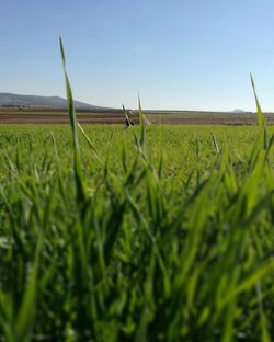 Crops growing on field against clear sky