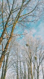 Low angle view of bare tree against sky
