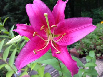 Close-up of pink day lily blooming outdoors