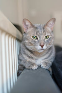 Grey tabby cat sitting next to heater looking straight into the camera