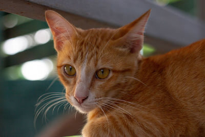 Close-up portrait of cat