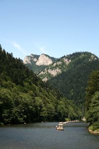 Scenic view of river amidst trees in forest