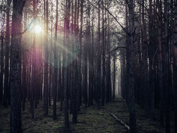 Trees in forest