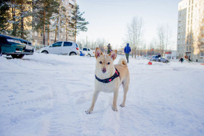 Dog standing on snow covered land