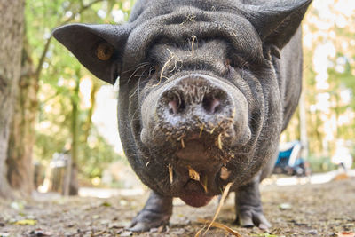 Close-up portrait of a  pork