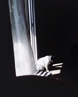 Cat sitting on window sill in darkroom