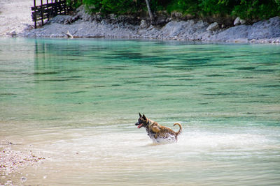 Dog running in the sea