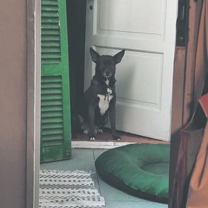 Close-up of dog sitting by window