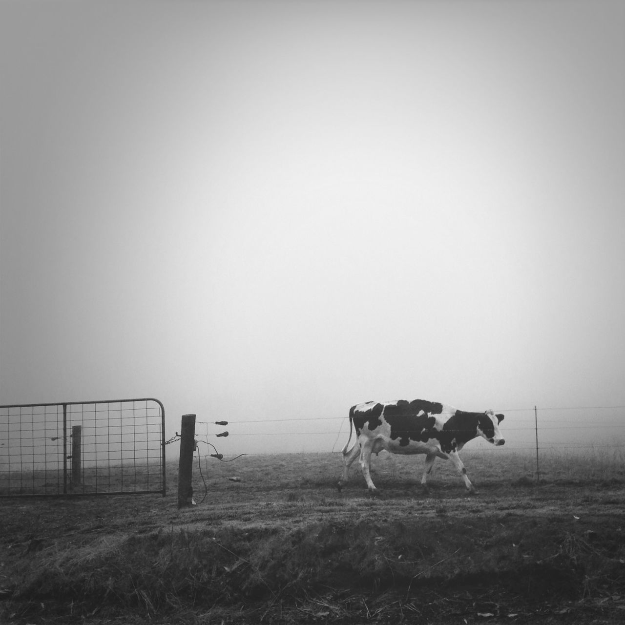 animal themes, domestic animals, mammal, copy space, clear sky, field, horse, one animal, landscape, grass, full length, livestock, nature, sky, standing, tranquility, tranquil scene, dog, two animals