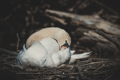 Close-up of birds in nest