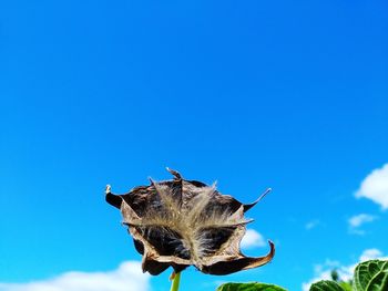 Low angle view of insect on flower against blue sky