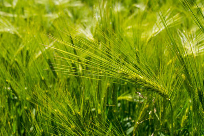 Close-up of wheat growing on field