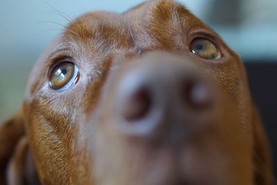 Close-up portrait of hungarian vizsla