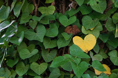 Full frame shot of ivy growing on plant