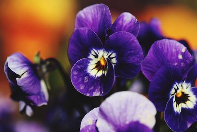 Close-up of purple flowering plants