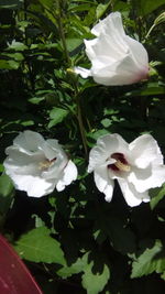 Close-up of white flowering plants