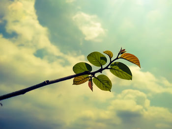Low angle view of flowering plant against sky